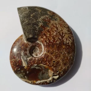 Ammonite fossile de Madagascar